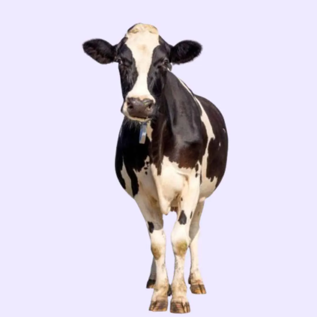 Cattle